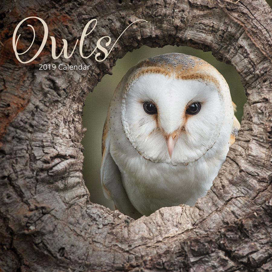 2019 Seinakalender Owls