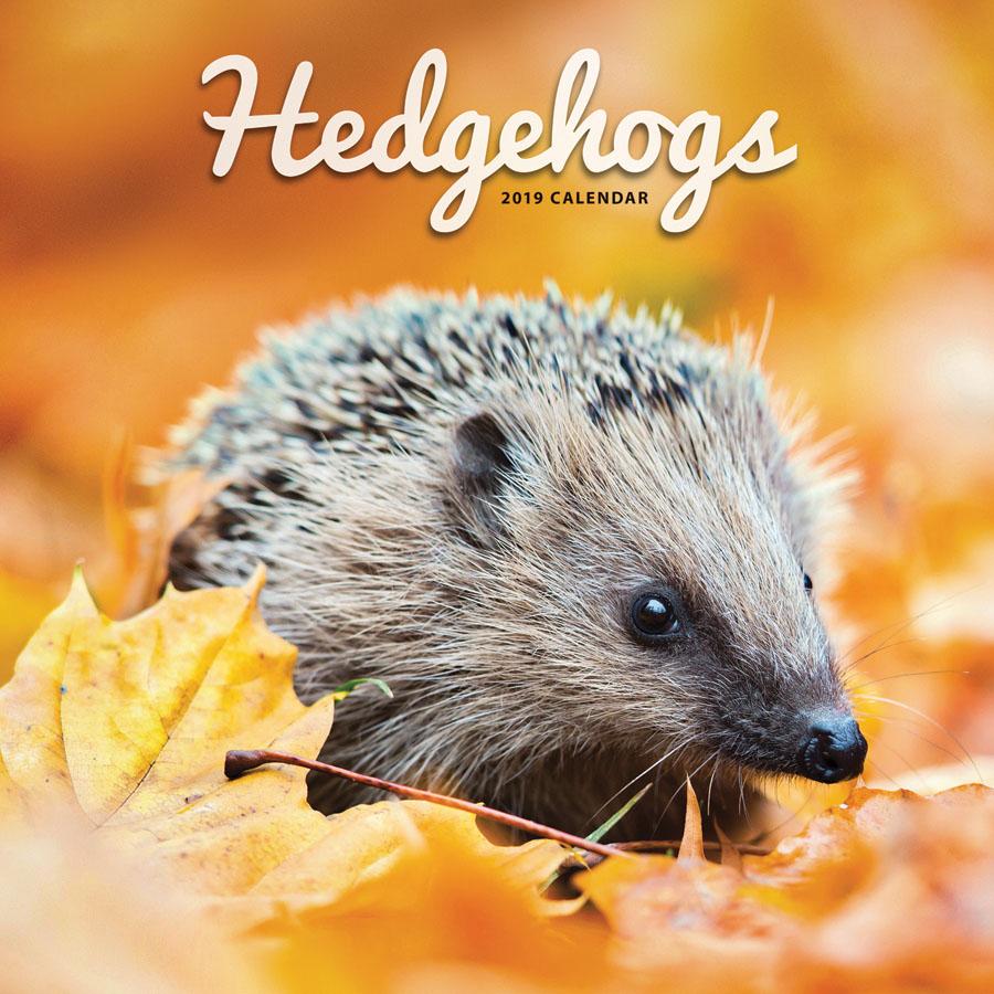 2019 Seinakalender Hedgehogs