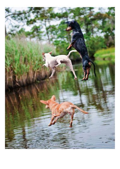 Õnnitluskaart Jumping Dogs