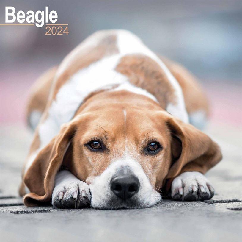 2024 seinakalender Beagle, 30x30cm