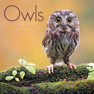 2018 Seinakalender Owls