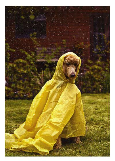 Õnnitluskaart Dog in Rain Coat