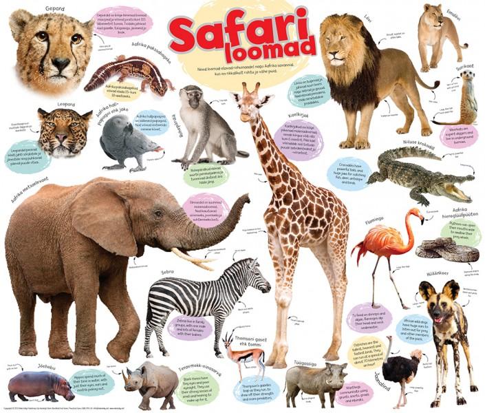 Safariloomad. Poster