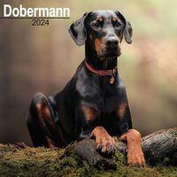 2024 seinakalender Dobermann, 30x30cm